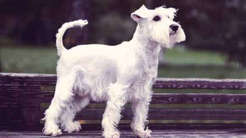 Miniature Schnauzer