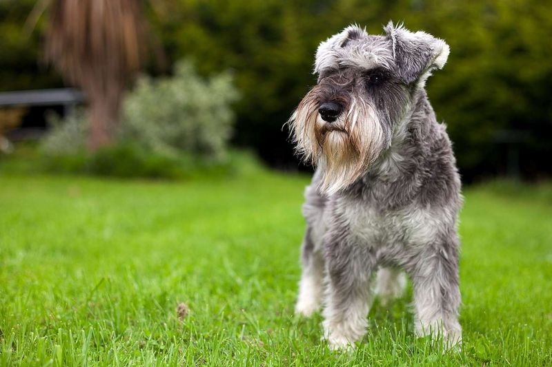 Miniature Schnauzer