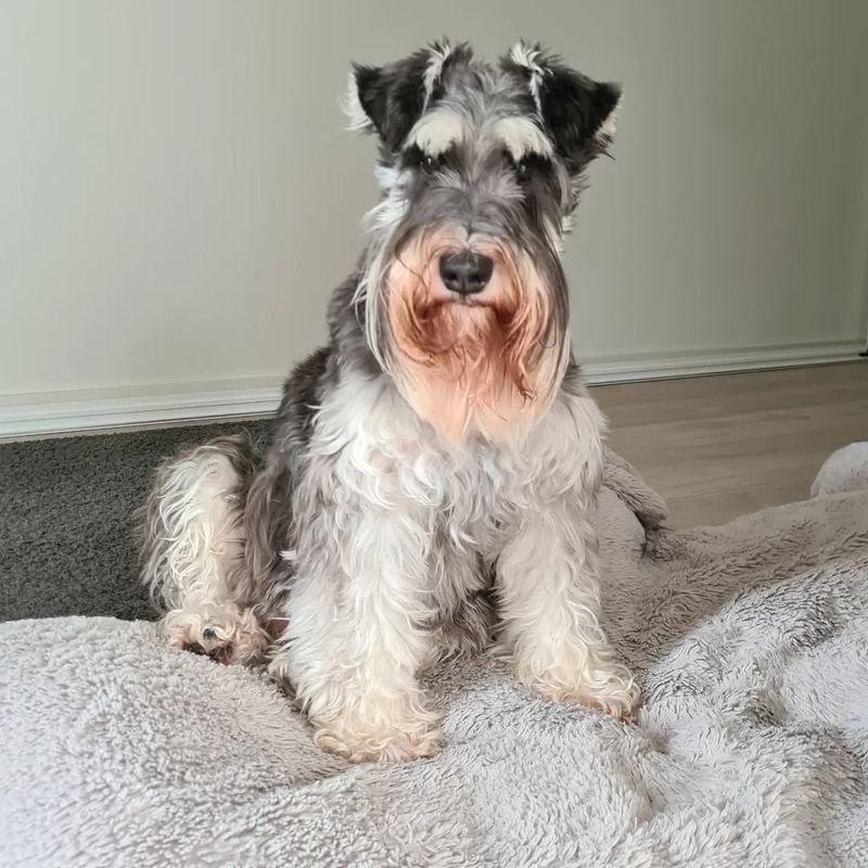 Miniature Schnauzer