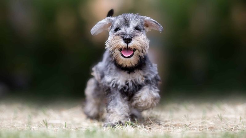 Miniature Schnauzer