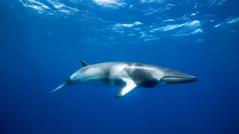 Minke Whale