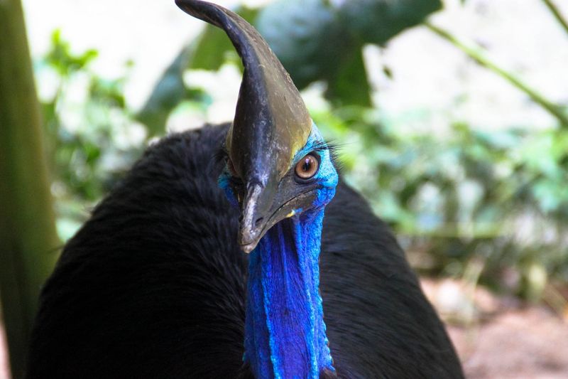 Misunderstanding the Cassowary's Nature