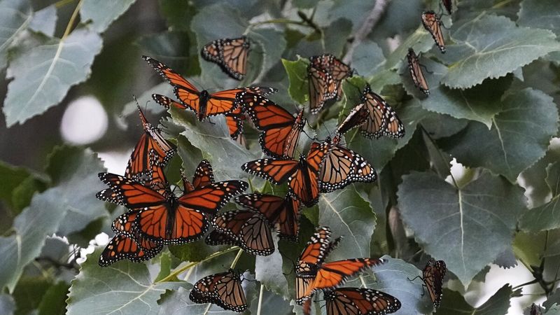 Monarch Butterfly