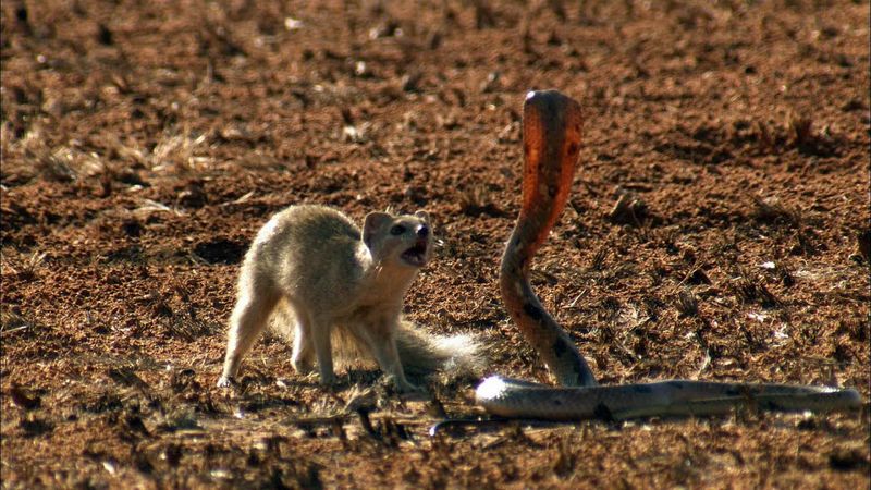 Mongoose vs Cobra