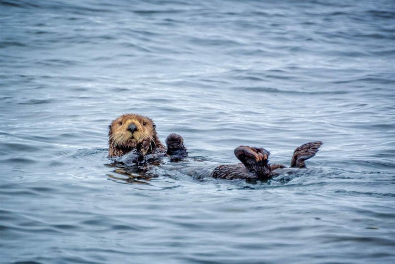 Monterey Bay, California