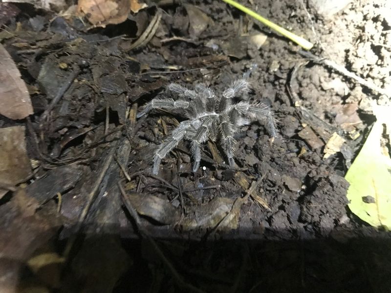 Montserrat Tarantula