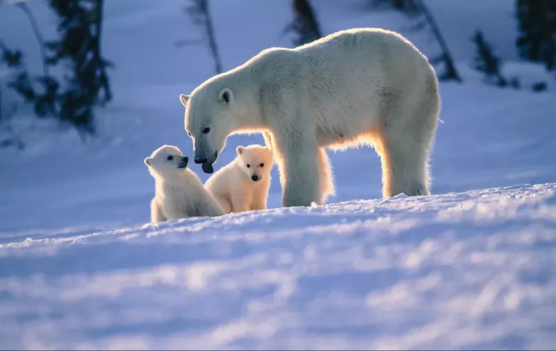 Mothers and Cubs