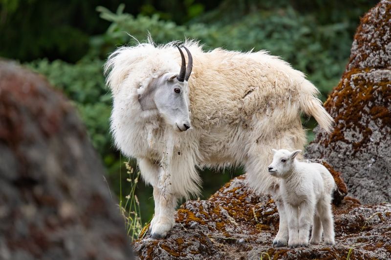 Mountain Goat