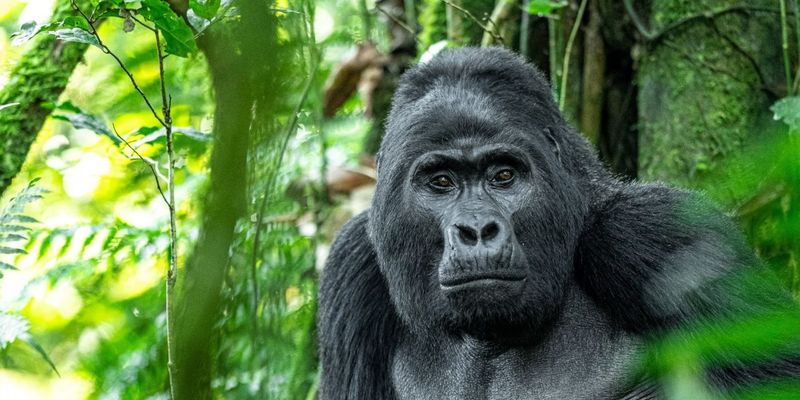 Mountain Gorilla