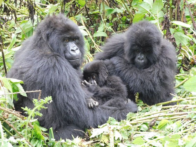 Mountain Gorillas