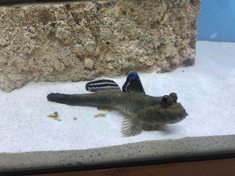 Mudskipper