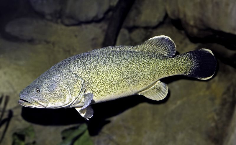 Murray Cod