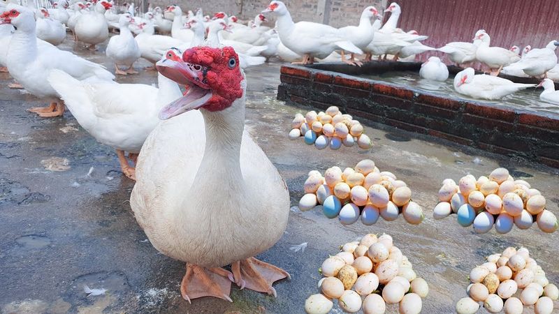 Muscovy Ducks