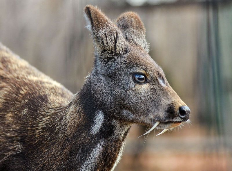 Musk Deer