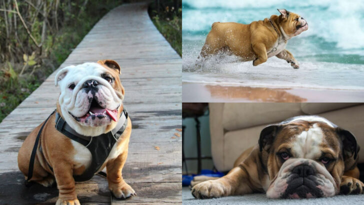 14 Must-Know Facts About the English Bulldog Breed