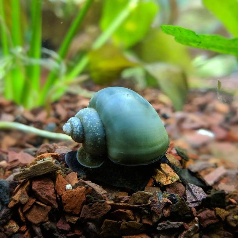 Mystery Snail