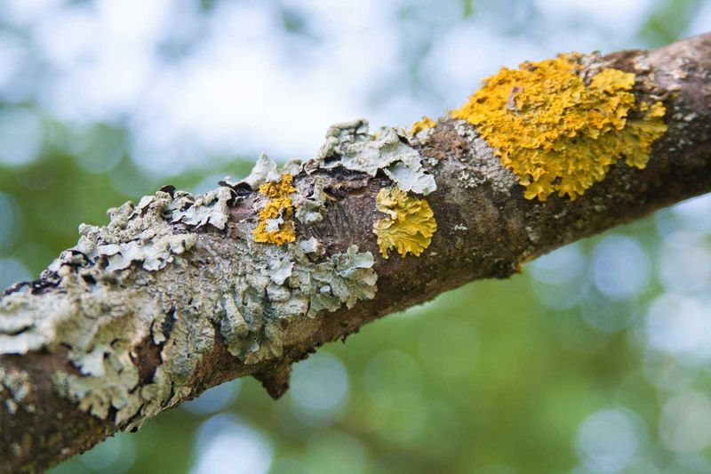 Lichen