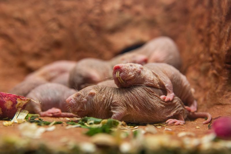 Naked Mole Rats