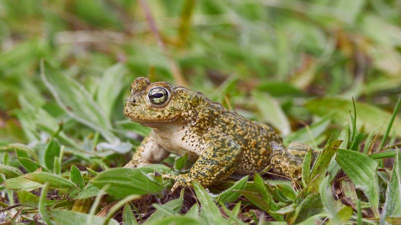 Natterjack Toads