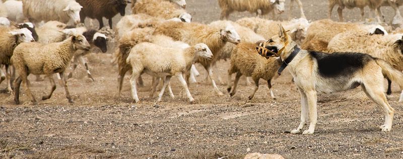 Natural Herding Ability