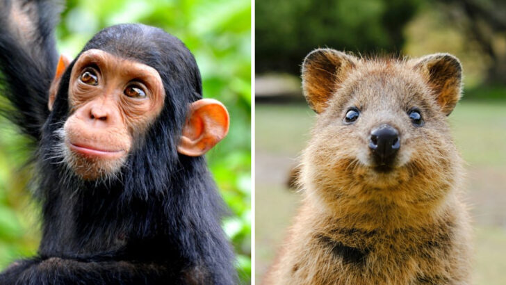 Nature’s Gentle Creatures: 25 Wild Animals Known for Their Kindness