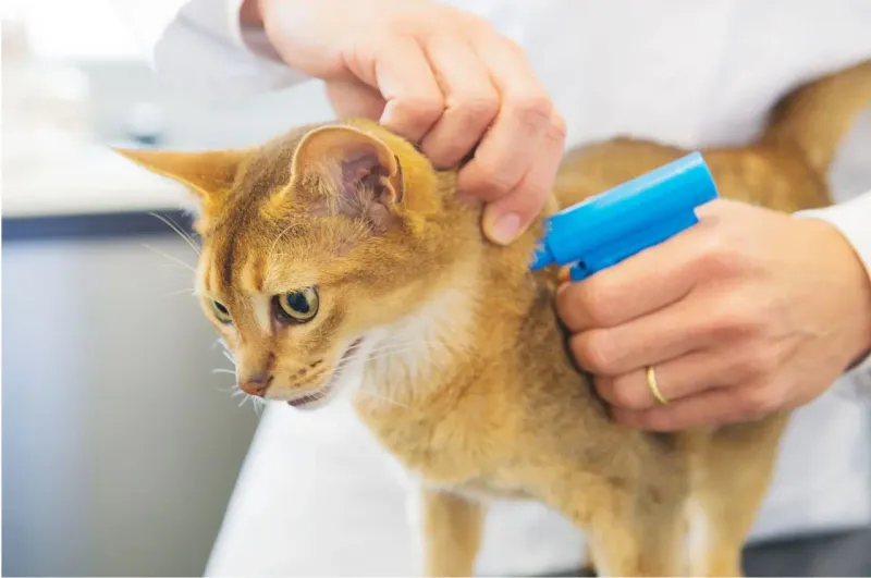 Neglecting to Microchip