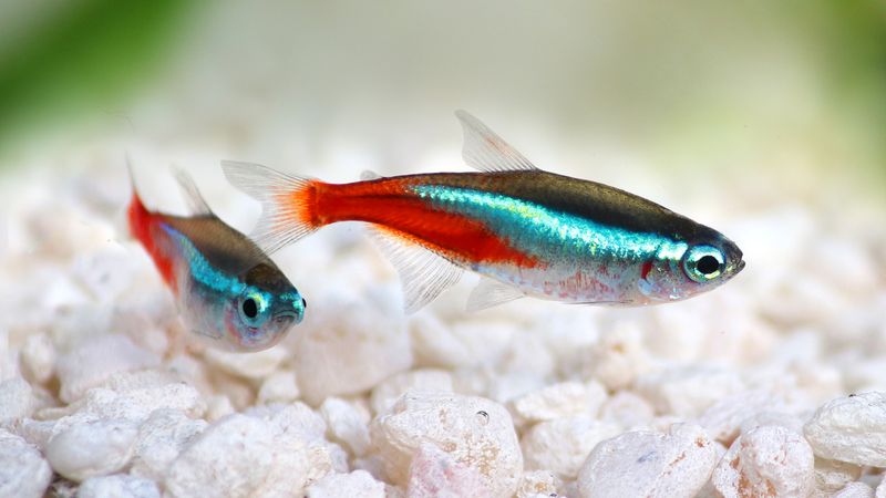 Neon Tetra