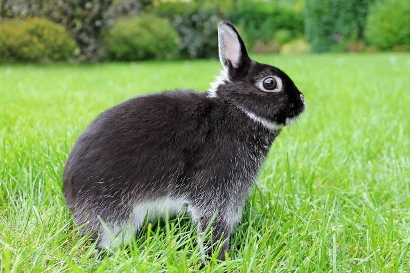 Netherland Dwarf Rabbit