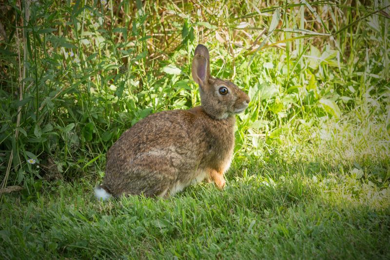 New England Cottontail