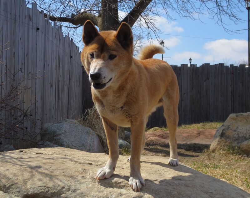 New Guinea Singing Dog