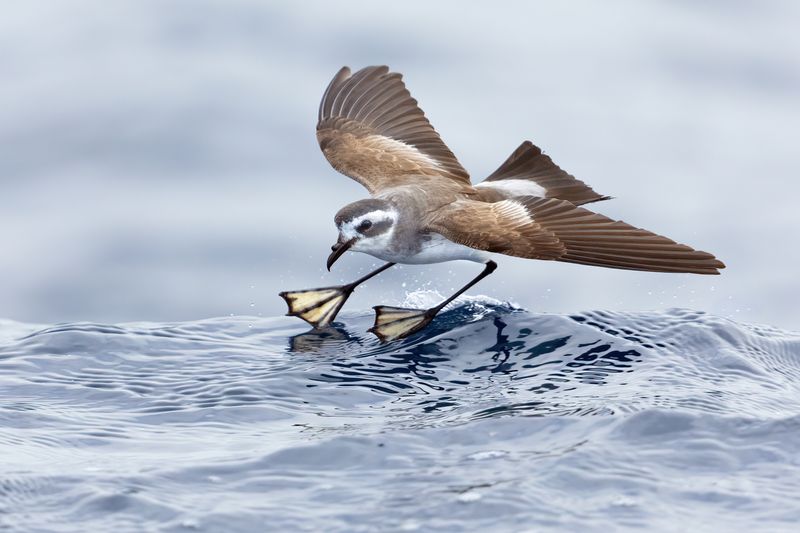 New Zealand Storm-petrel