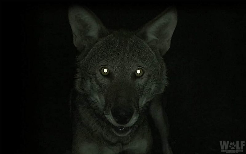 Night Vision