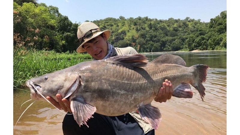 Nile Perch