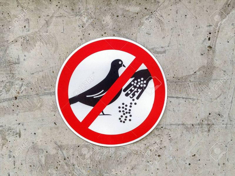 No Feeding Pigeons in Urban Areas