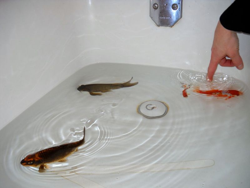 No Keeping Fish in Bathtubs