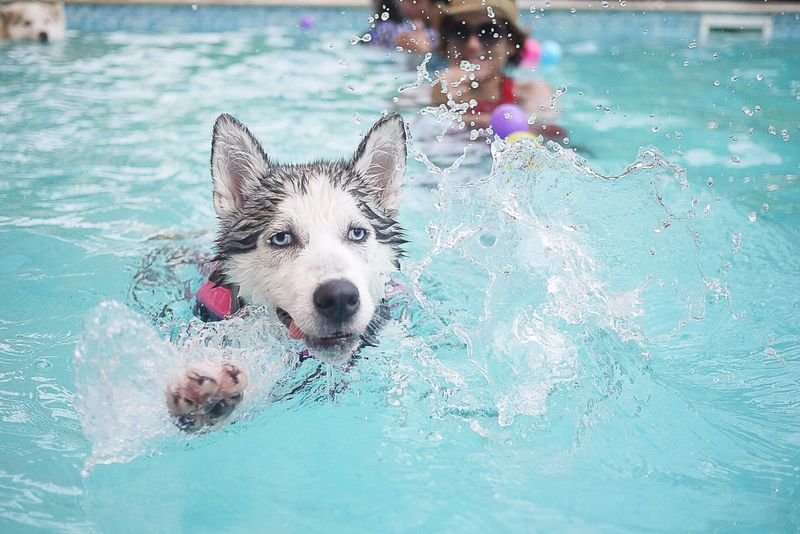 No Pet Hair in Public Pools