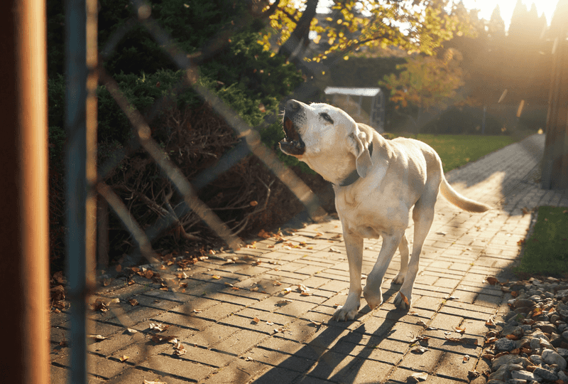 No Pet Noise During Quiet Hours