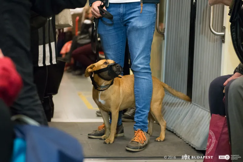 No Pets on Public Transport Without a Special Carrier