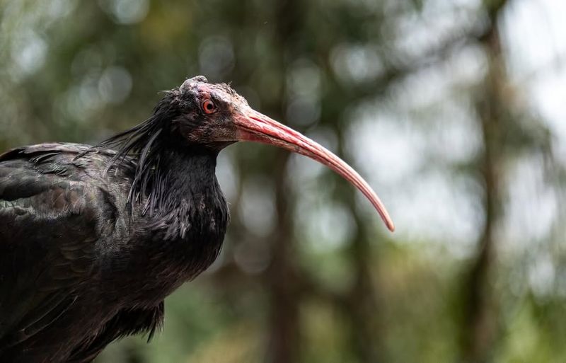 Northern Bald Ibis