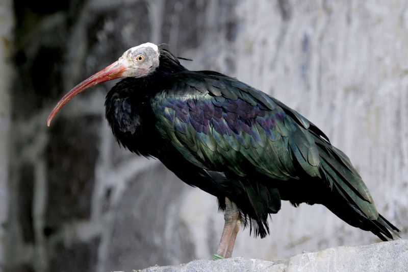 Northern Bald Ibis