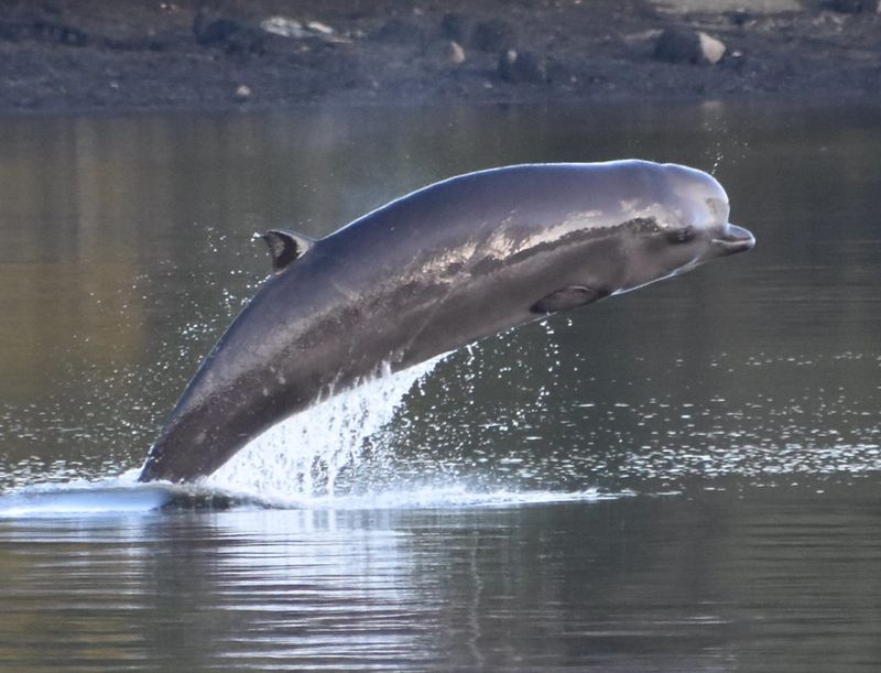 Northern Bottlenose Whale