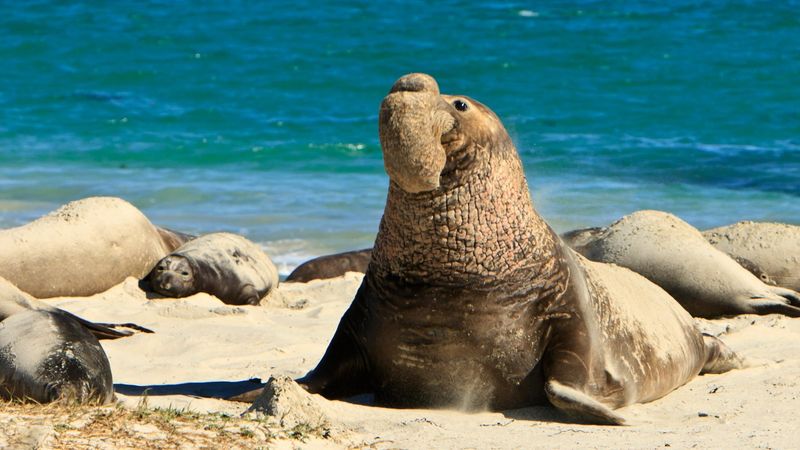 Northern Elephant Seal