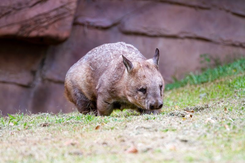 Northern Hairy-nosed Wombat