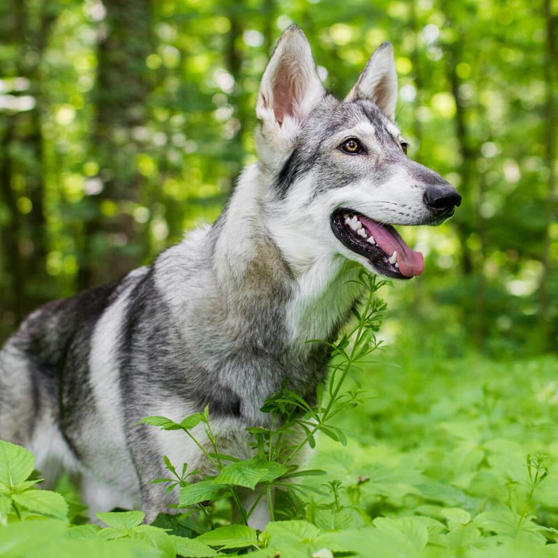 Northern Inuit Dog