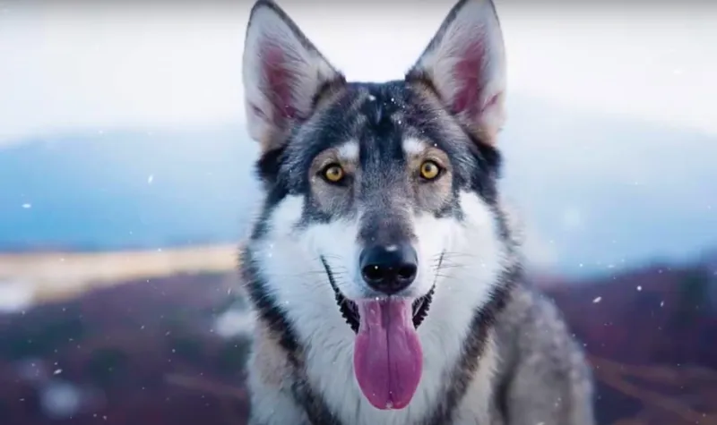 Northern Inuit Dog