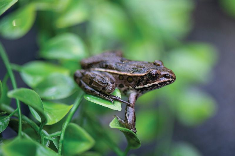 Northern Leopard Frog