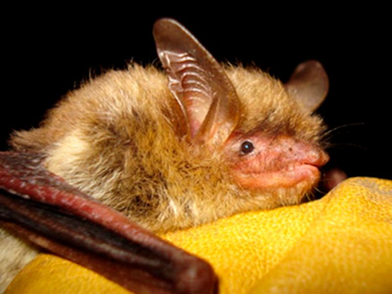 Northern Long-Eared Bat