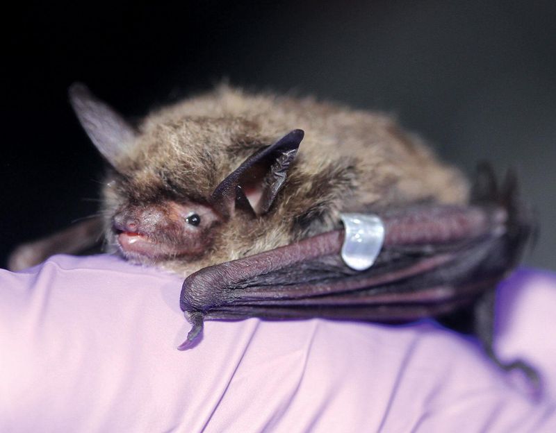 Northern Long-eared Bat