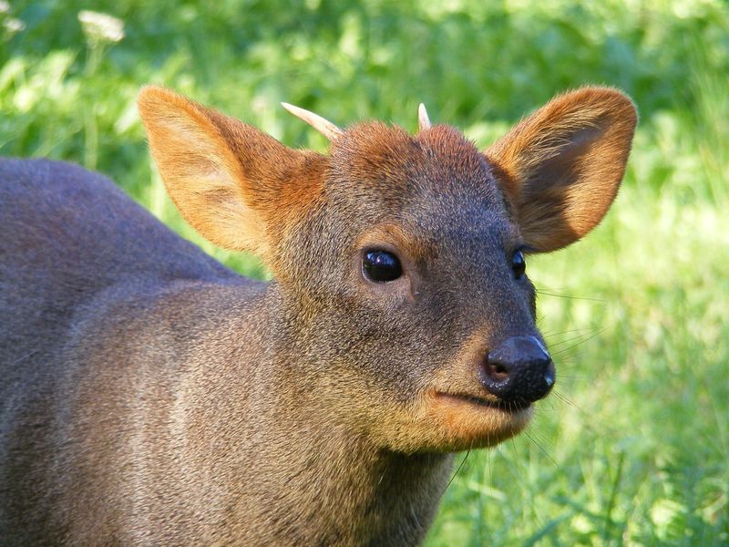 Northern Pudú