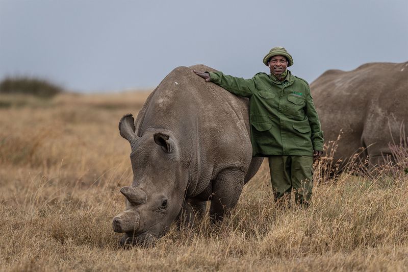 Northern White Rhinoceros